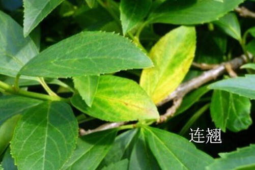 怎樣區分迎春花和連翹，看圖后再也不會傻傻分不清