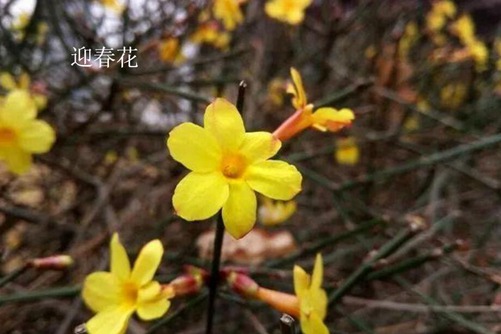 怎樣區分迎春花和連翹，看圖后再也不會傻傻分不清