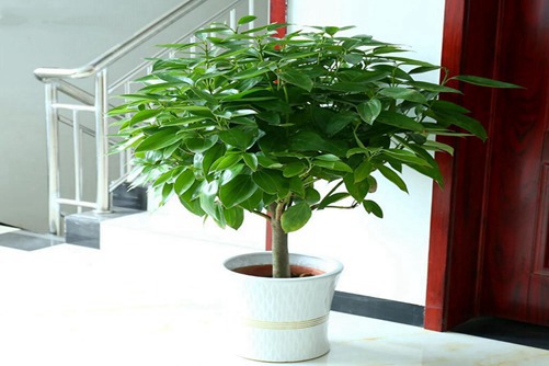 發(fā)財(cái)樹圖片，發(fā)財(cái)樹高清圖片大全