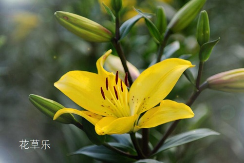 虐狗七夕節將至，七夕節送什么花給女朋友呢？