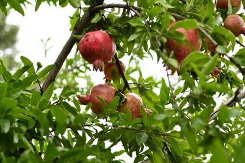 石榴花圖片，石榴花高清圖片大全