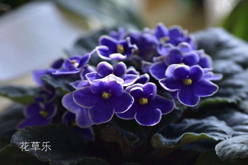 非洲堇怎么澆水，是非洲堇養植的不死秘訣