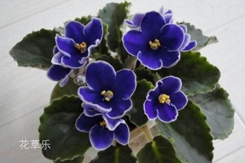 非洲堇怎么澆水，是非洲堇養植的不死秘訣