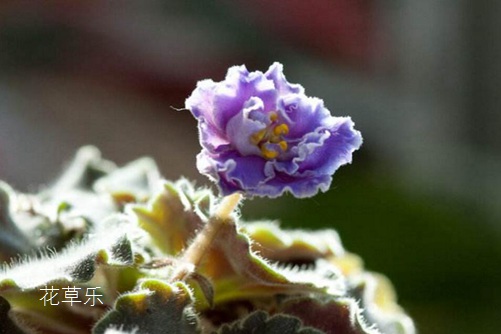 非洲堇怎么澆水，是非洲堇養植的不死秘訣