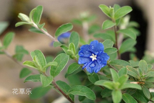 藍星花圖片大全，藍星花的高清圖片大全