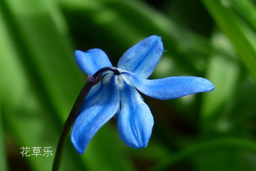 藍星花圖片大全，藍星花的高清圖片大全