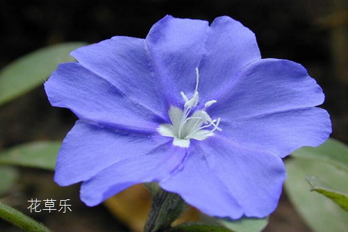 藍星花圖片大全，藍星花的高清圖片大全