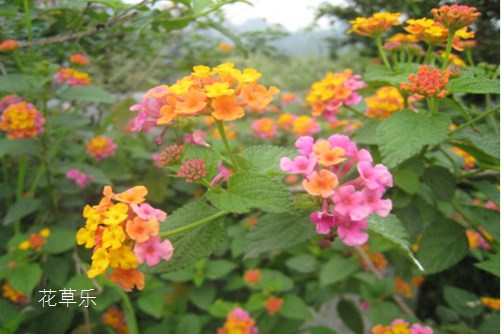五色梅的作用，有了它，不再懼怕蒼蠅蚊蟲