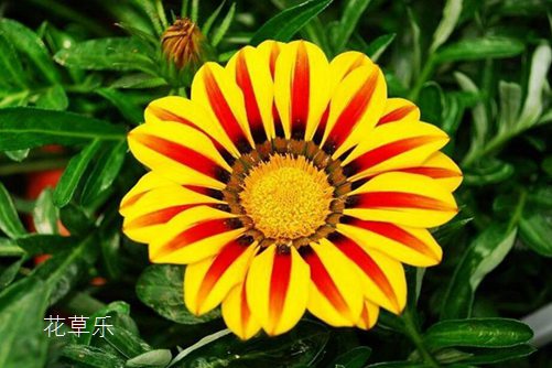 勛章花好看,但是你會(huì)養(yǎng)嗎? 勛章花的養(yǎng)殖方法和注意事項(xiàng)介紹