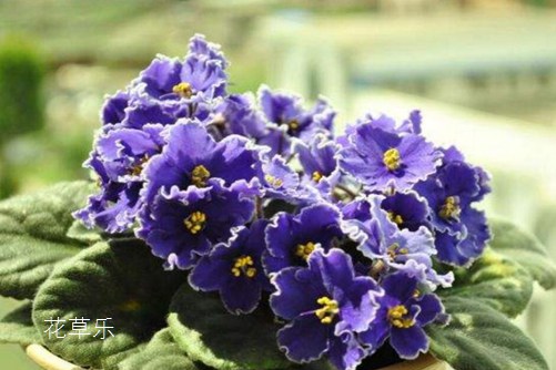 非洲堇怎么養(yǎng)才會四季開花？非洲堇的養(yǎng)殖方法及注意事項介紹