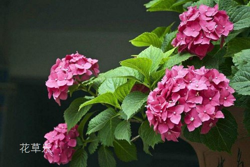 非洲堇怎么養(yǎng)才會四季開花？非洲堇的養(yǎng)殖方法及注意事項介紹