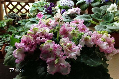 非洲堇怎么養(yǎng)才會四季開花？非洲堇的養(yǎng)殖方法及注意事項介紹