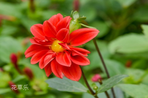 小麗花冬季是否開花？別養(yǎng)綠蘿多肉了，此花漂亮又好養(yǎng)，一年四季開花