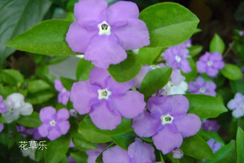 雙色茉莉怎么修剪？一朵花上閱盡昨天、今天和明天