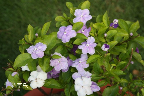 雙色茉莉怎么修剪？一朵花上閱盡昨天、今天和明天
