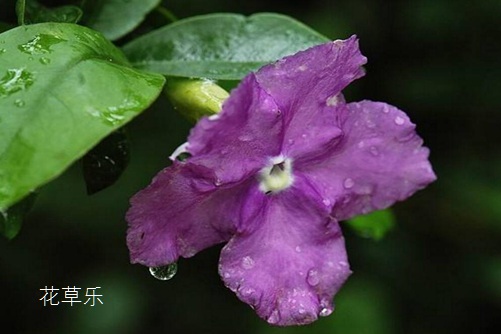 雙色茉莉圖片大全 雙色茉莉高清圖片大全