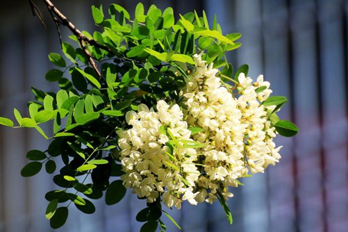槐樹花圖片，槐樹花圖片高清大圖