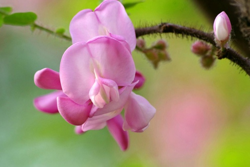 槐樹花圖片，槐樹花圖片高清大圖