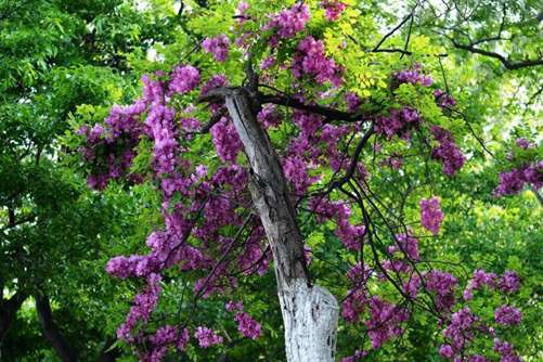 槐樹花圖片，槐樹花圖片高清大圖