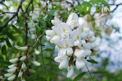 槐樹花圖片，槐樹花圖片高清大圖