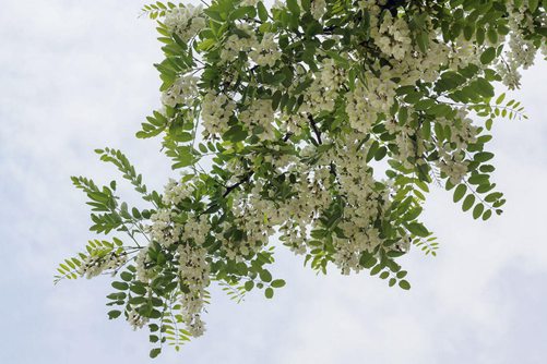 槐樹花圖片，槐樹花圖片高清大圖