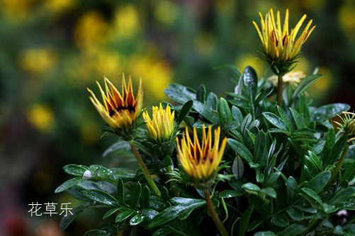 勛章菊,我更喜歡叫它勛章花 勛章花圖片大全