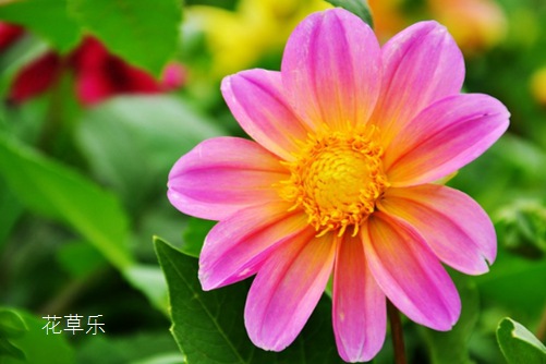 小麗花到底花屬誰家，小麗花與大麗花的區(qū)別？