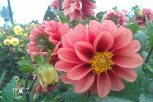 小麗花到底花屬誰家，小麗花與大麗花的區(qū)別？