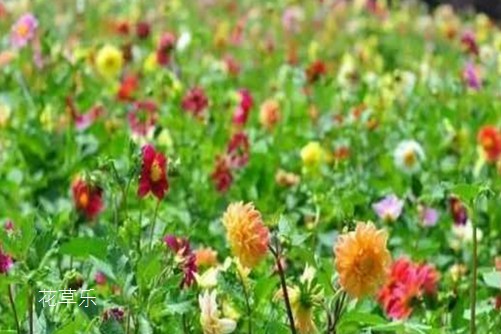 小麗花開花及其管理，把它種下，立馬成為“別人家的陽臺“！