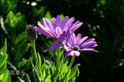 藍(lán)目菊冬天怎么養(yǎng)護(hù)？藍(lán)目菊冬天這樣養(yǎng)護(hù)來年一樣花開繁茂