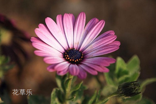 藍(lán)目菊冬天怎么養(yǎng)護(hù)？藍(lán)目菊冬天這樣養(yǎng)護(hù)來年一樣花開繁茂
