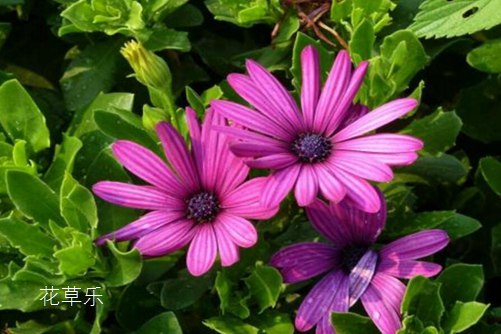 藍目菊怎么養(yǎng)?按下面的養(yǎng)殖方法才能讓藍目菊花期長又艷