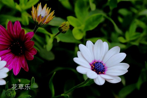 藍目菊怎么養(yǎng)?按下面的養(yǎng)殖方法才能讓藍目菊花期長又艷