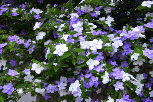 雙色茉莉家里怎么養(yǎng)？會(huì)“變臉”的花草，說不定就在你家陽(yáng)臺(tái)！
