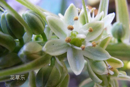 虎眼萬年青怎么吃 ？這樣做，發(fā)揮它最大的功效！