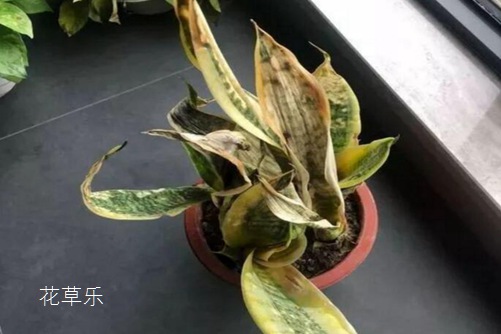 虎皮蘭葉子發軟怎么辦,學會下面幾種方法馬上就堅挺直立