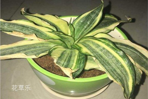 虎皮蘭葉子發軟怎么辦,學會下面幾種方法馬上就堅挺直立