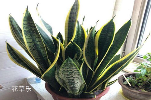 虎皮蘭葉子發軟怎么辦,學會下面幾種方法馬上就堅挺直立
