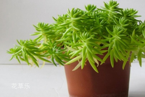 垂盆草和佛甲草的區別，看一眼葉子就明白了就是這么簡單