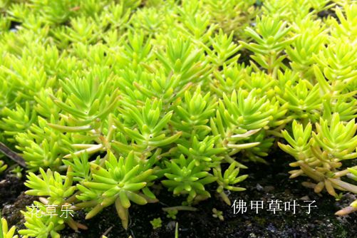 垂盆草和佛甲草的區別，看一眼葉子就明白了就是這么簡單