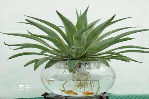 虎皮蘭怎么水培，水培虎皮蘭的養殖方法和注意事項