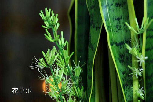 虎皮蘭開花有什么預(yù)兆？虎皮蘭怎樣養(yǎng)才會開花