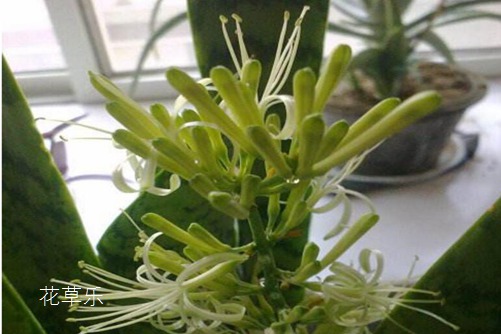 虎皮蘭開花有什么預(yù)兆？虎皮蘭怎樣養(yǎng)才會開花