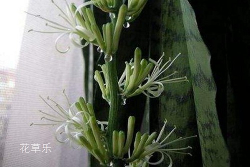 虎皮蘭開花有什么預(yù)兆？虎皮蘭怎樣養(yǎng)才會開花