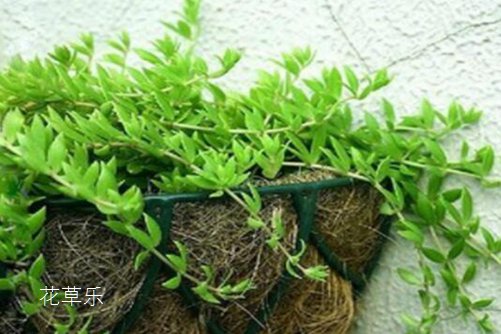 垂盆草如何安全越冬，垂盆草的養殖方法介紹