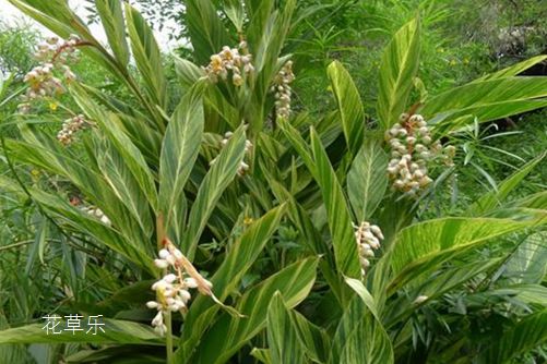 花葉良姜的風水應用，良辰美景奈何天，花葉良姜誰家院？