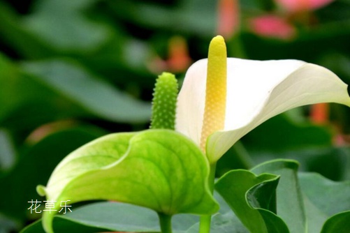 白掌的養(yǎng)殖方法介紹,做好這幾點(diǎn)你的白掌才會(huì)葉片翠綠,花葶直立
