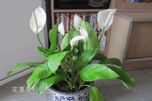 白掌的養(yǎng)殖方法介紹,做好這幾點(diǎn)你的白掌才會(huì)葉片翠綠,花葶直立