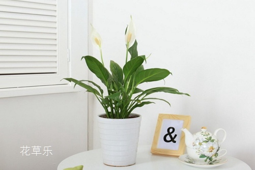 白掌的養(yǎng)殖方法介紹,做好這幾點(diǎn)你的白掌才會(huì)葉片翠綠,花葶直立