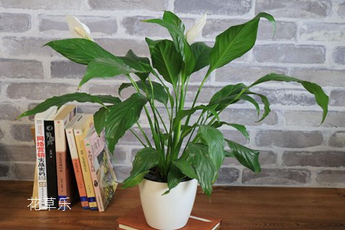 白掌的養(yǎng)殖方法介紹,做好這幾點(diǎn)你的白掌才會(huì)葉片翠綠,花葶直立